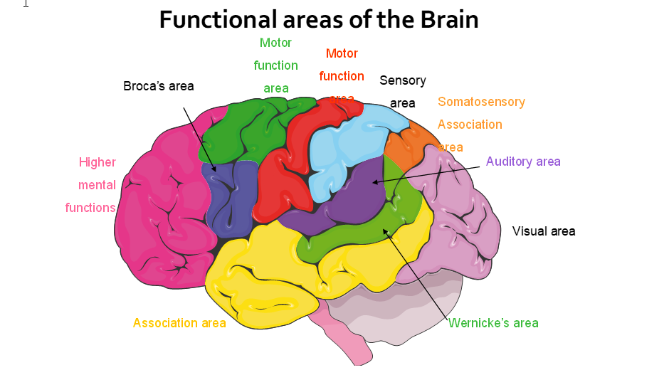 Functional Areas of the brain